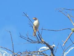Black-Throated Saltator photo 5
