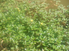 Ludwigia peploides