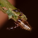 Cordylochernes scorpioides - Photo (c) Ryan Sawby, algunos derechos reservados (CC BY-NC), subido por Ryan Sawby