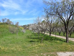 Prunus amygdalus