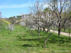 Prunus amygdalus