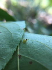 Caryomyia recurvata