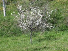 Prunus amygdalus