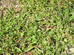 Geranium molle