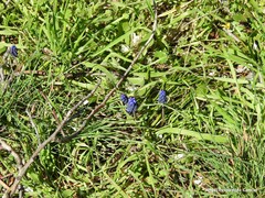 Muscari neglectum