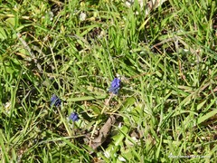 Muscari neglectum