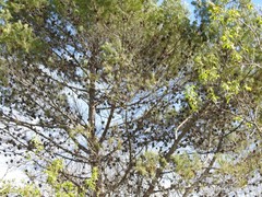Pinus halepensis