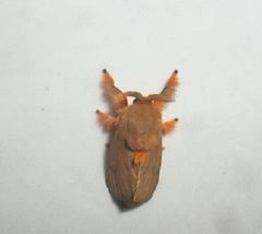 Megalopygidae