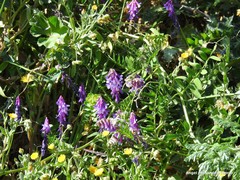 Vicia villosa
