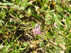 Silene colorata