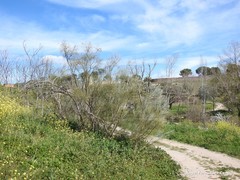 Retama sphaerocarpa