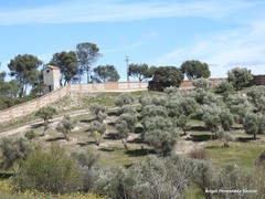 Olea europaea