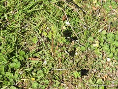 Geranium molle