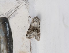 Hecatera bicolorata