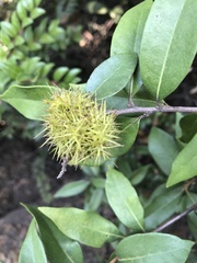 Chrysolepis chrysophylla minor