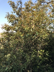 Chrysolepis chrysophylla minor