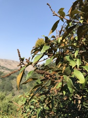 Chrysolepis chrysophylla minor