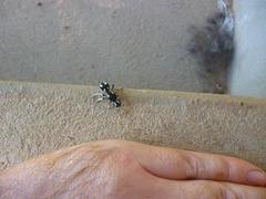 Hoplomutilla