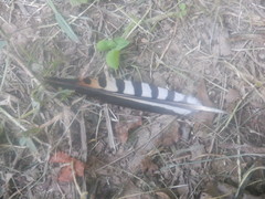 Melanerpes carolinus