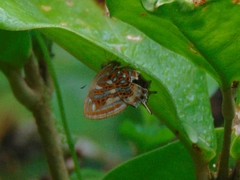 Sarota neglecta