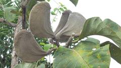 Aspidosperma macrocarpon