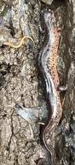 Pseudotriton montanus montanus