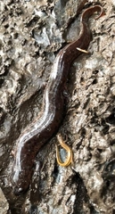 Pseudotriton montanus montanus