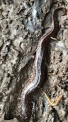 Pseudotriton montanus montanus