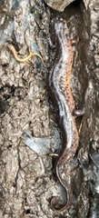 Pseudotriton montanus montanus