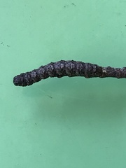 Parallelia bistriaris
