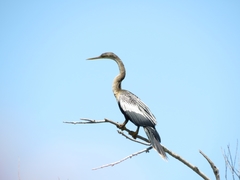 Anhinga anhinga