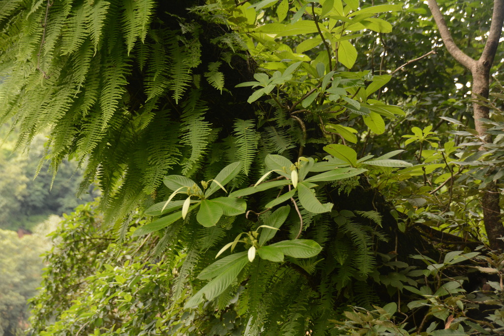 Neohymenopogon parasiticus