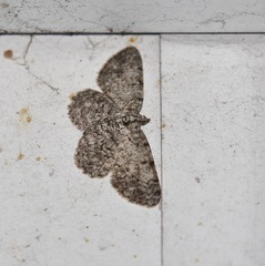 Protoboarmia porcelaria