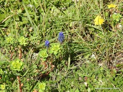 Muscari neglectum
