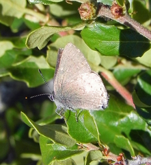 Satyrium auretorum