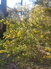 Acacia paradoxa × stictophylla