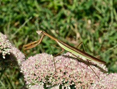 Tenodera sinensis