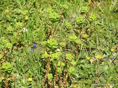 Muscari neglectum
