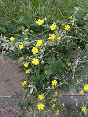 Potentilla argentea