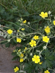 Potentilla argentea