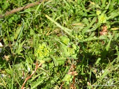 Euphorbia helioscopia