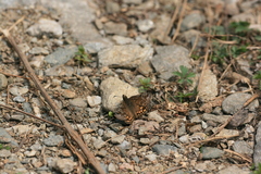 Erynnis montanus