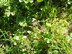 Euphorbia helioscopia