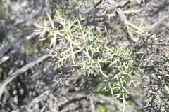 Colletia