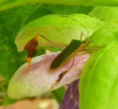 Anisoscelis foliaceus