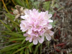 Armeria welwitschii