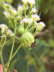 Schizomyia eupatoriflorae