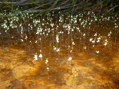 Utricularia neottioides
