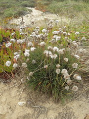 Armeria welwitschii