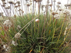 Armeria welwitschii